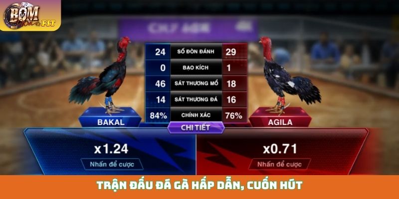 Đá gà Bomwin Trận đấu đá gà hấp dẫn, cuốn hút