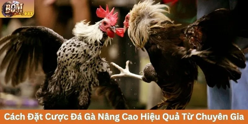 Cách đặt cược đá gà nâng cao hiệu quả từ chuyên gia