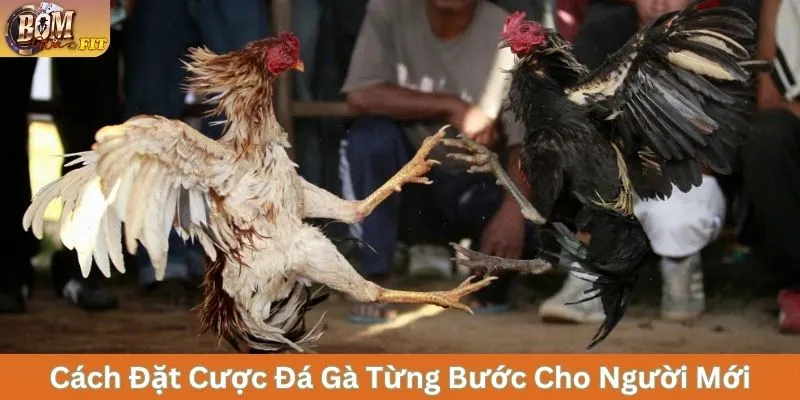 Cách đặt cược đá gà từng bước cho người mới